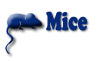 Order Mice